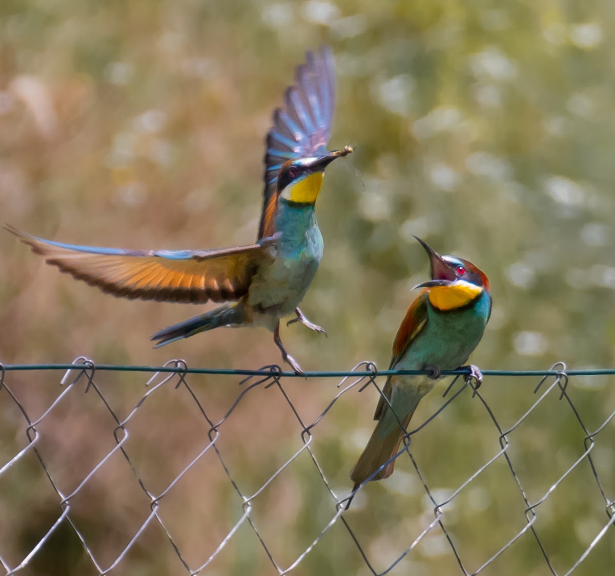 Gyurgyalagles