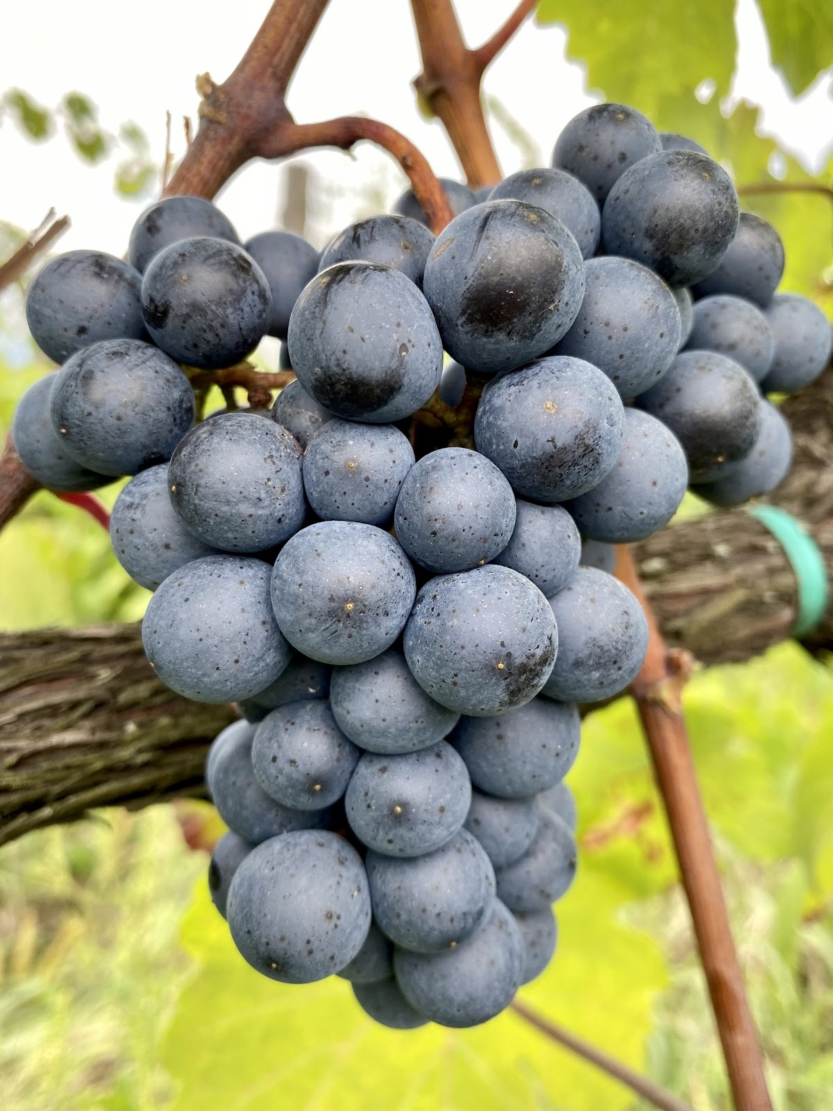 Sándor Zsolt Organic Wines