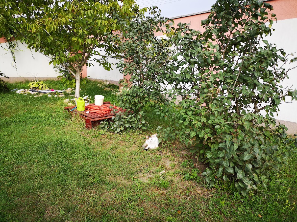 Budai Vendégház Panzió