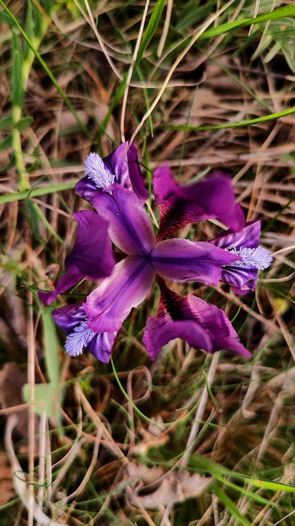 Galya-tető