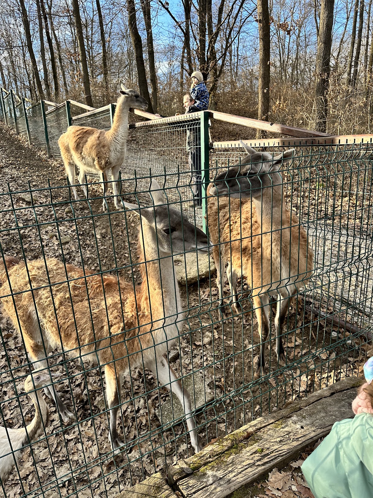 Miskolc Zoo