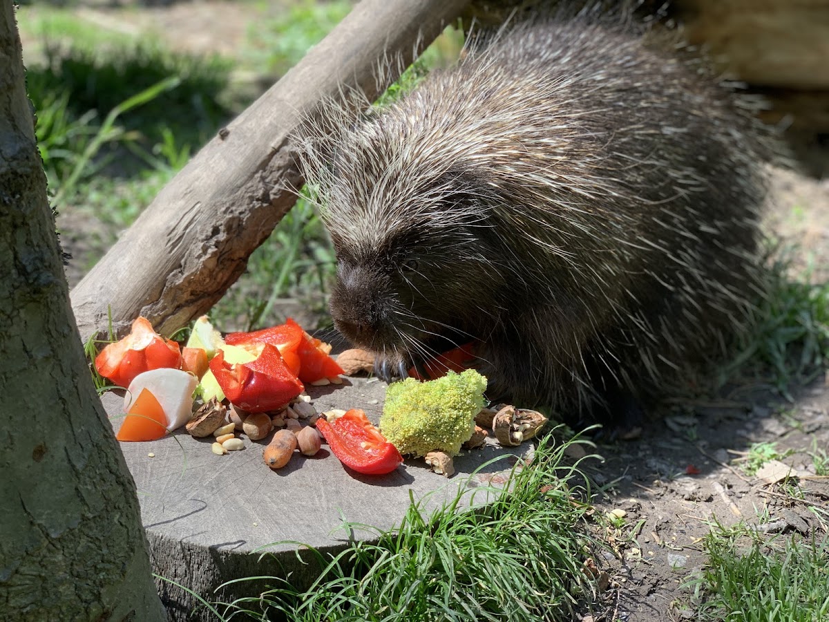 Miskolc Zoo
