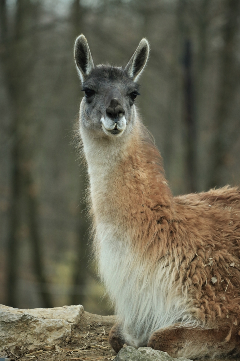 Miskolc Zoo