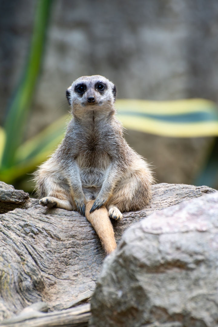 Miskolc Zoo