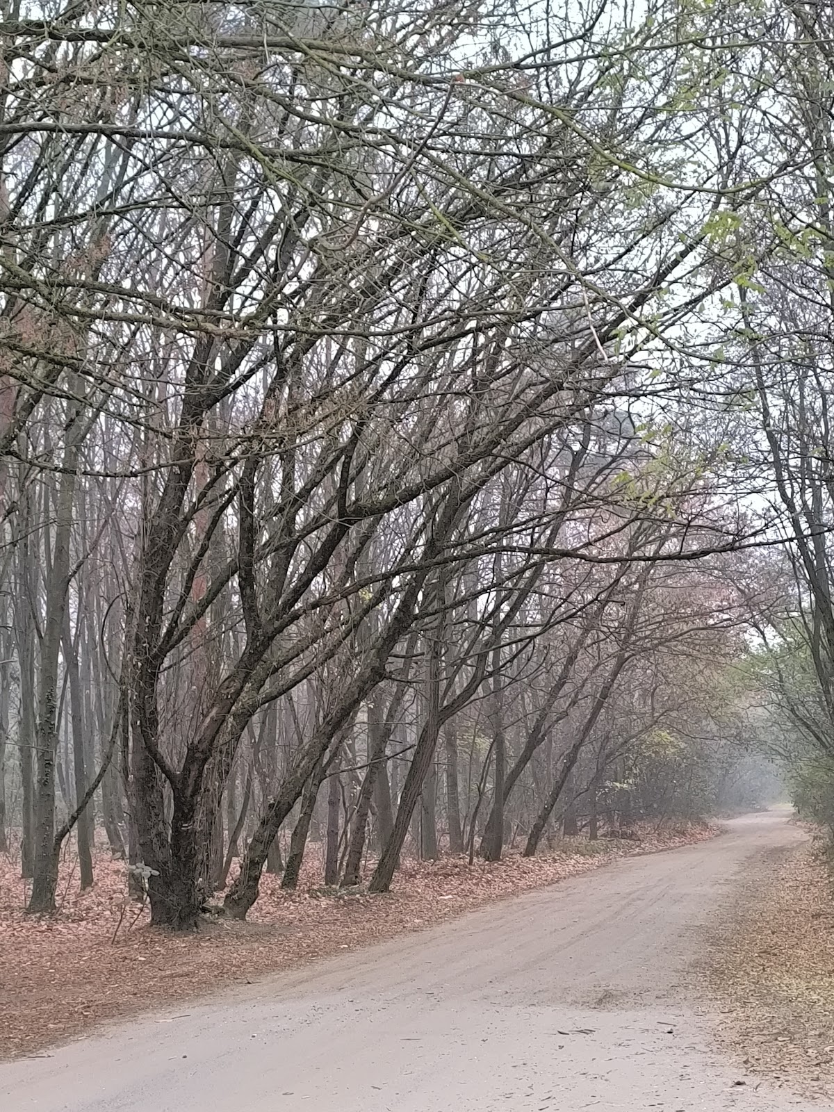 Path to Pallag