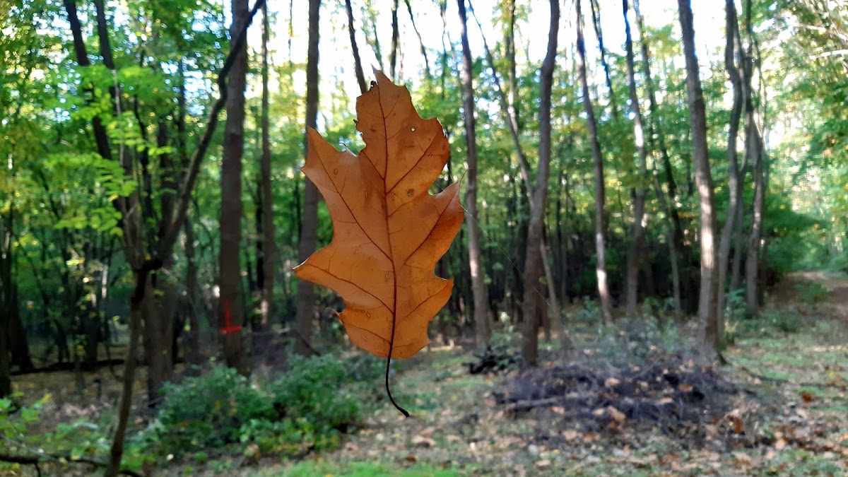 S. turistajel (sárga), Kartács u.