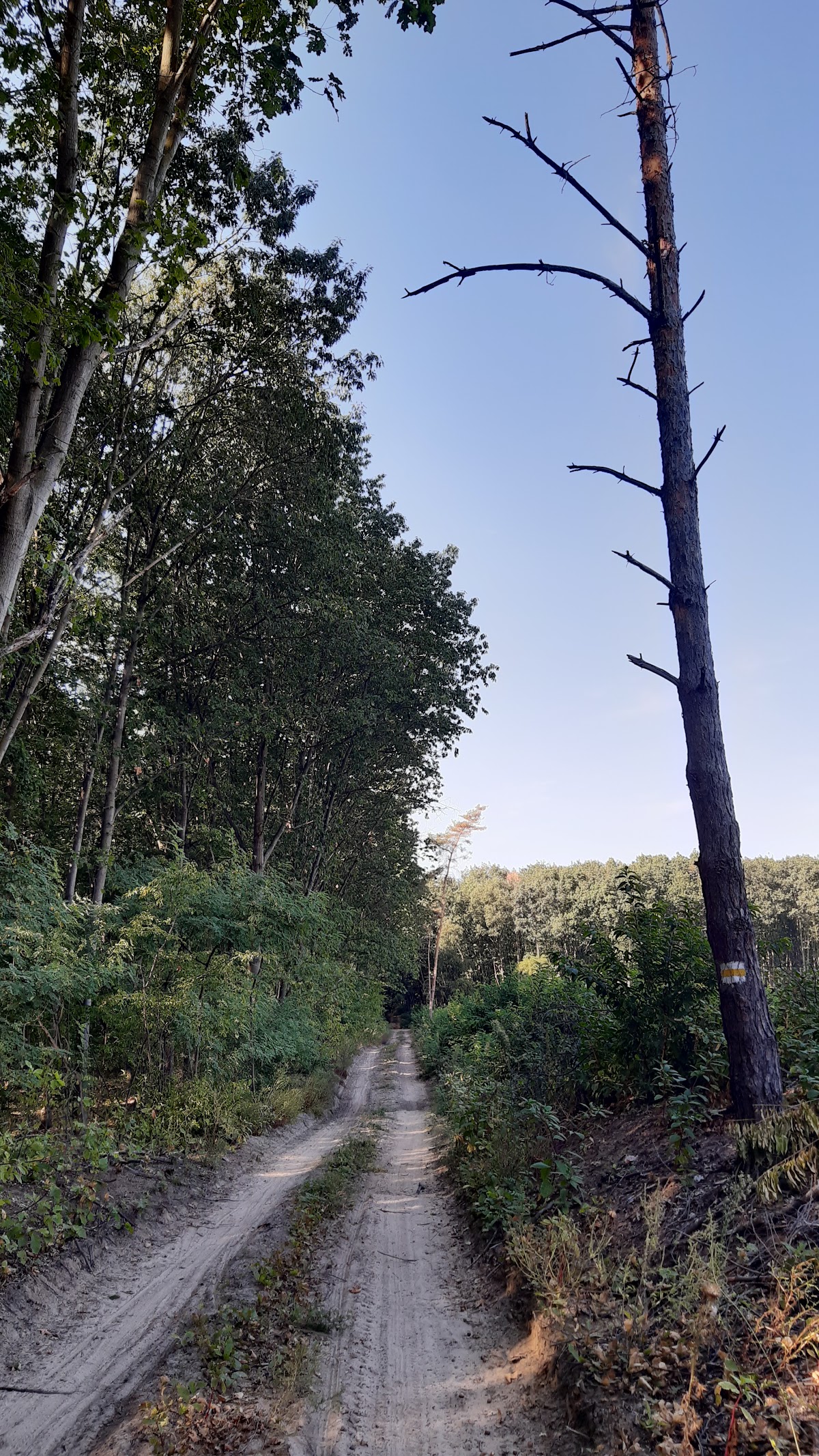 S. turistajel (sárga), Kartács u.