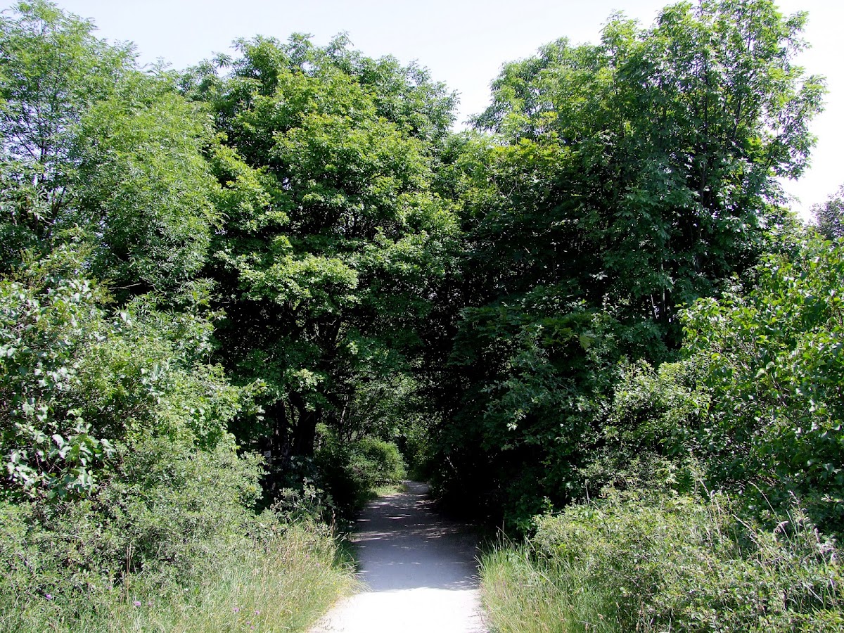 Hiking way