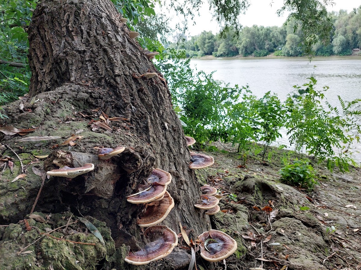 Gergő Parklands