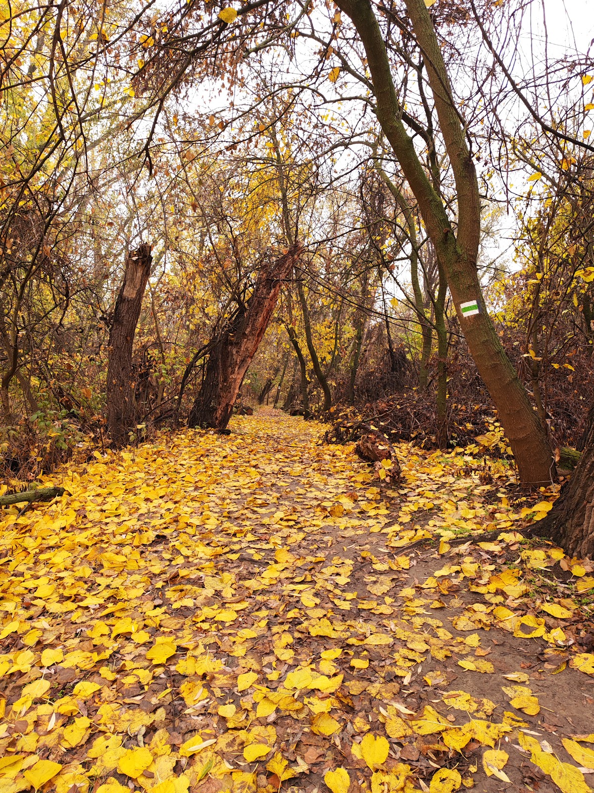 Rotary Nature Trail