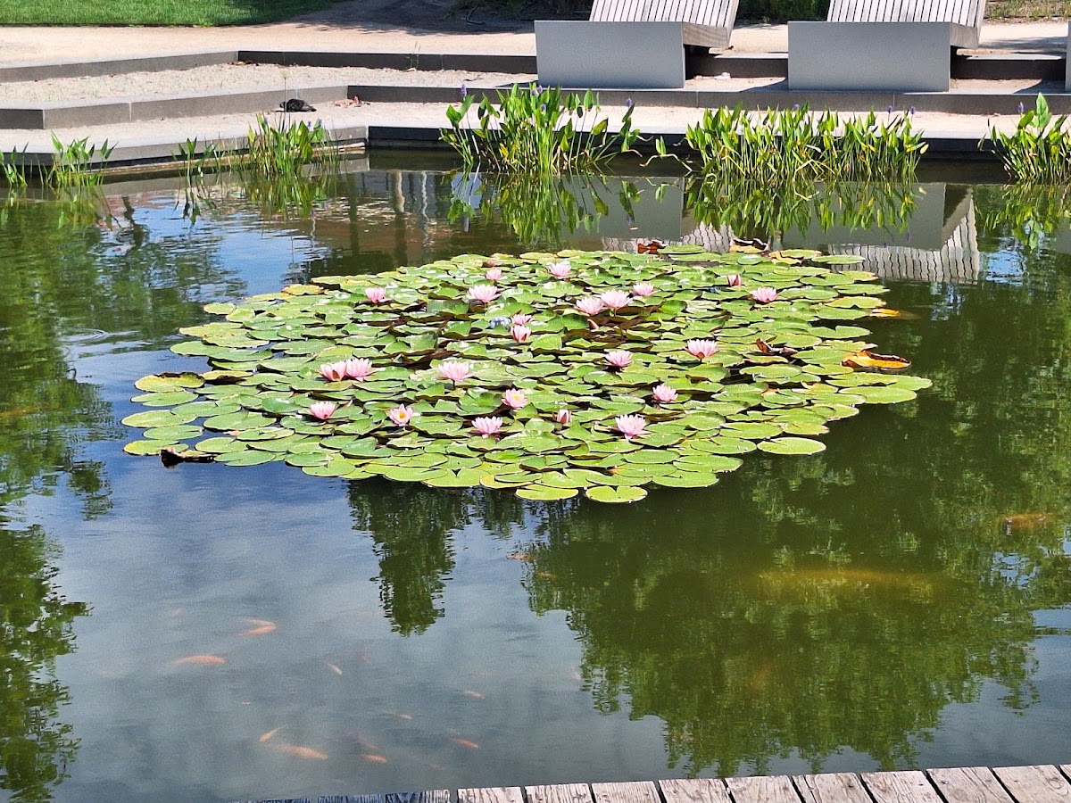 Millenáris Park