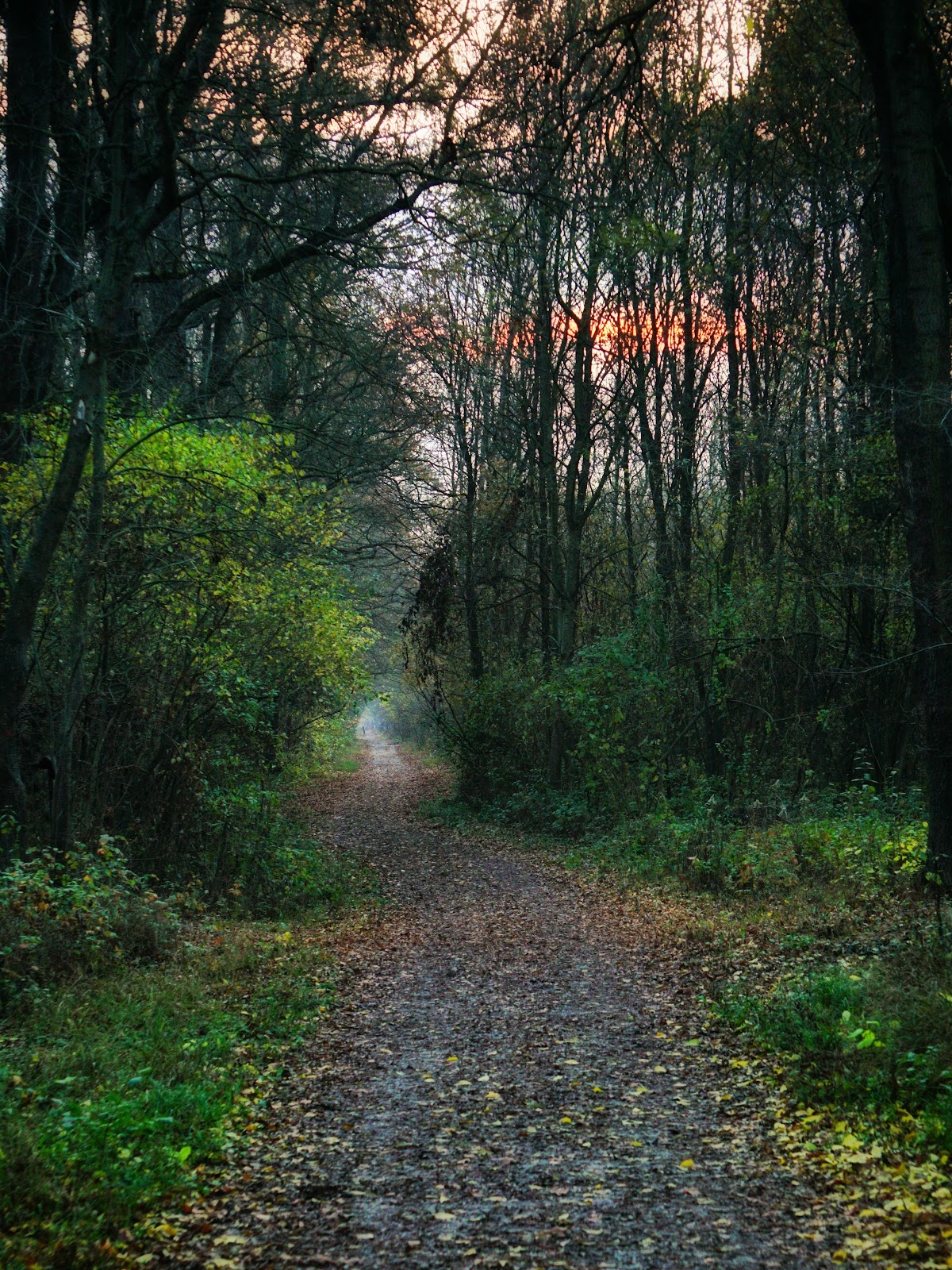 Győri Püspökerdei Tanösvény