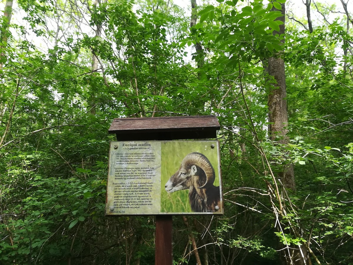 Győri Püspökerdei Tanösvény