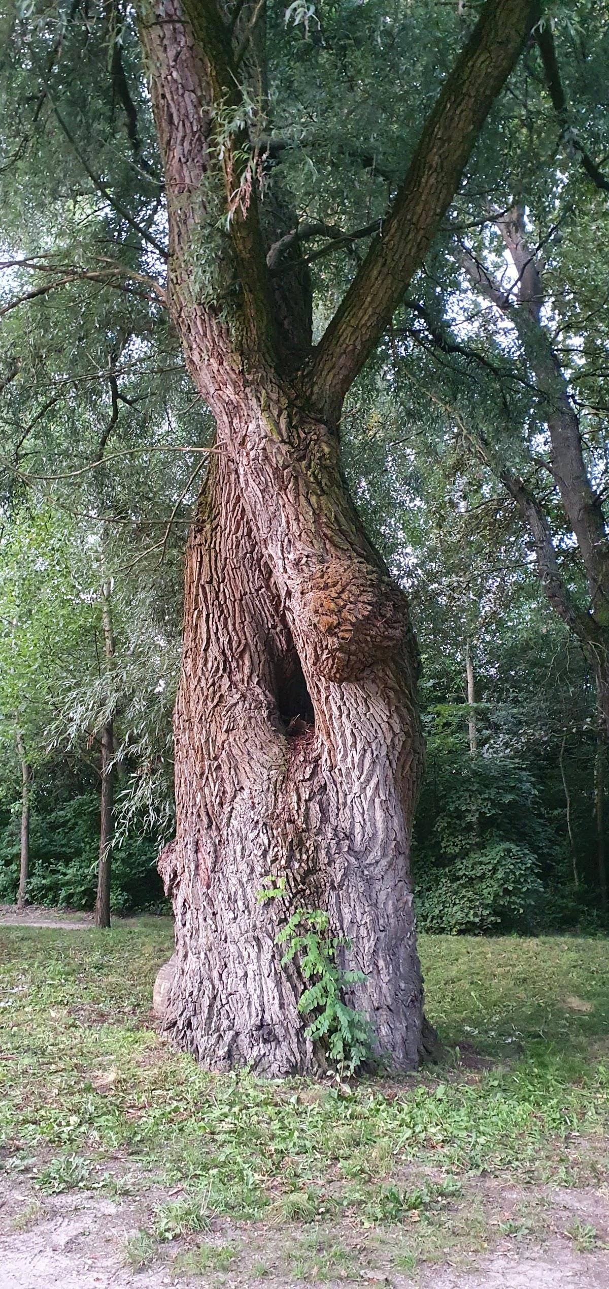 Szúnyog-sziget