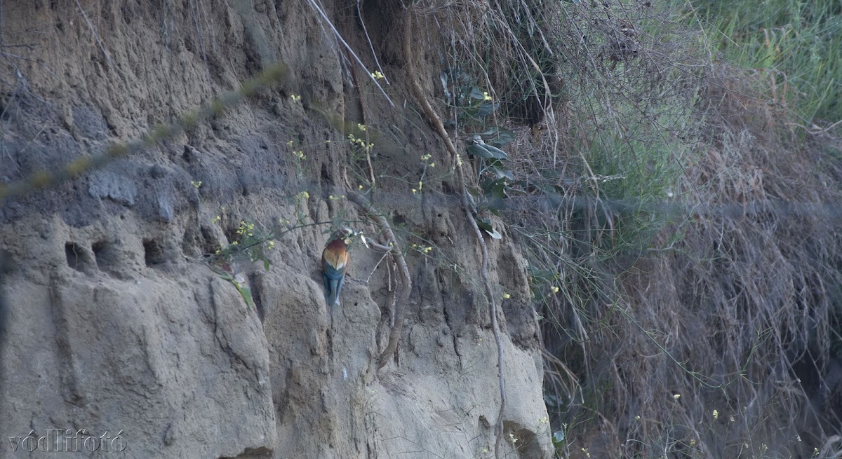 Gyurgyalagles
