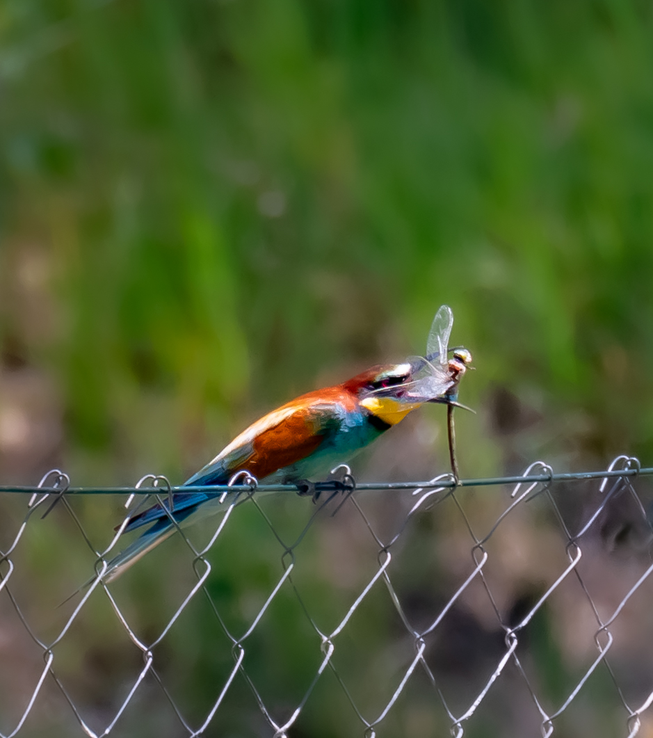 Gyurgyalagles